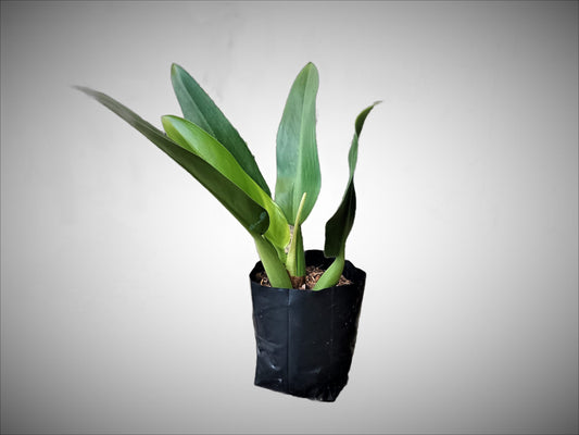 Fatboy Philodendron Plant: Lush and Low - Maintenance Indoor Beauty - My Store