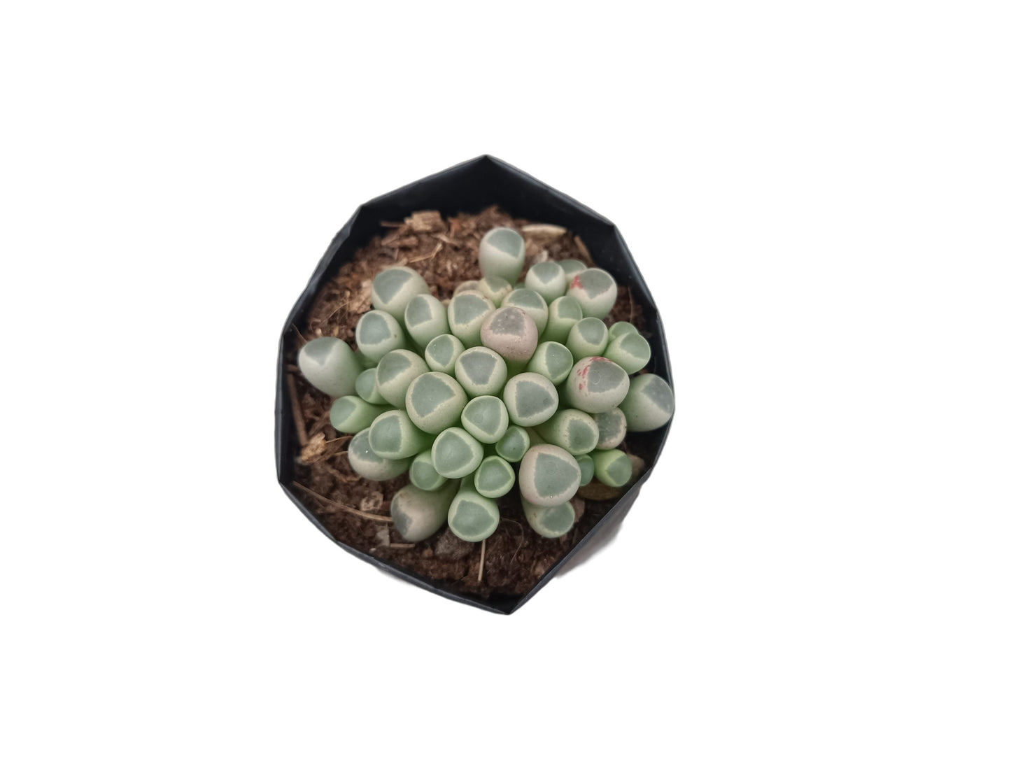 Fenestraria Rhopalophylla (Baby Toes) Succulent: Nature's Little Wonders - My Store