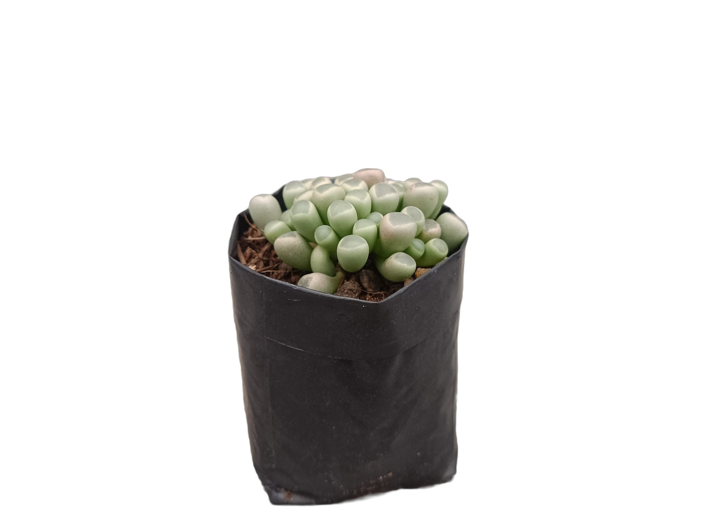 Fenestraria Rhopalophylla (Baby Toes) Succulent: Nature's Little Wonders - My Store