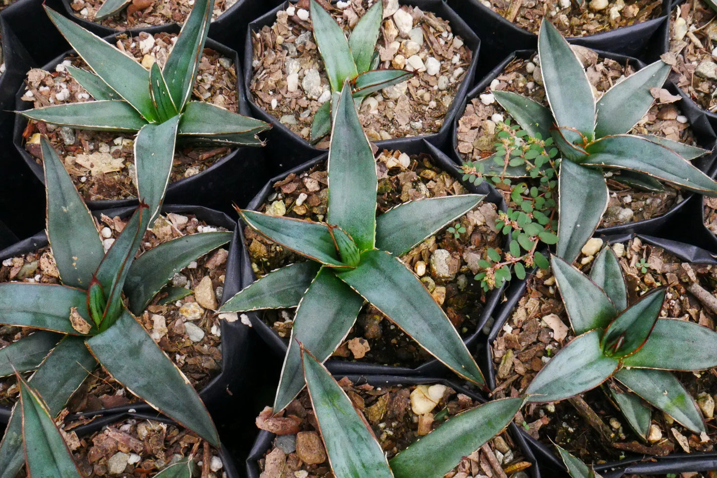 Agave Nickelsiae Fernandez Regis: Available Now on Frek! – Bare-Rooted - Frek