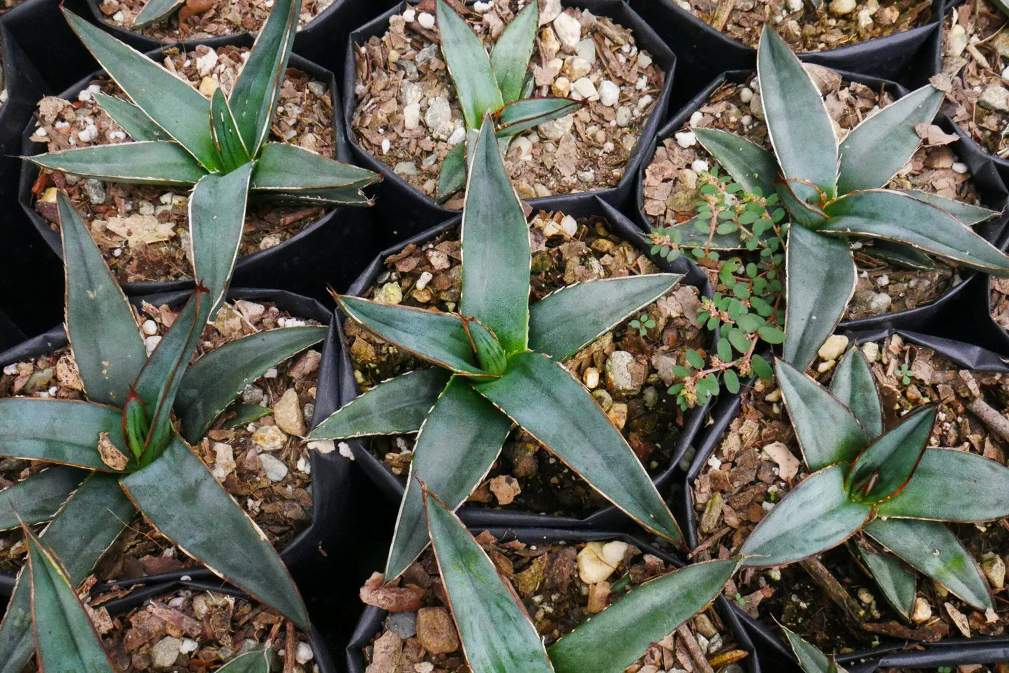 Agave Nickelsiae Fernandez Regis: Available Now on Frek! – Bare-Rooted