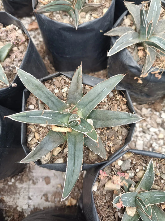 Agave Nickelsiae Fernandez Regis: Available Now on Frek! – Bare-Rooted