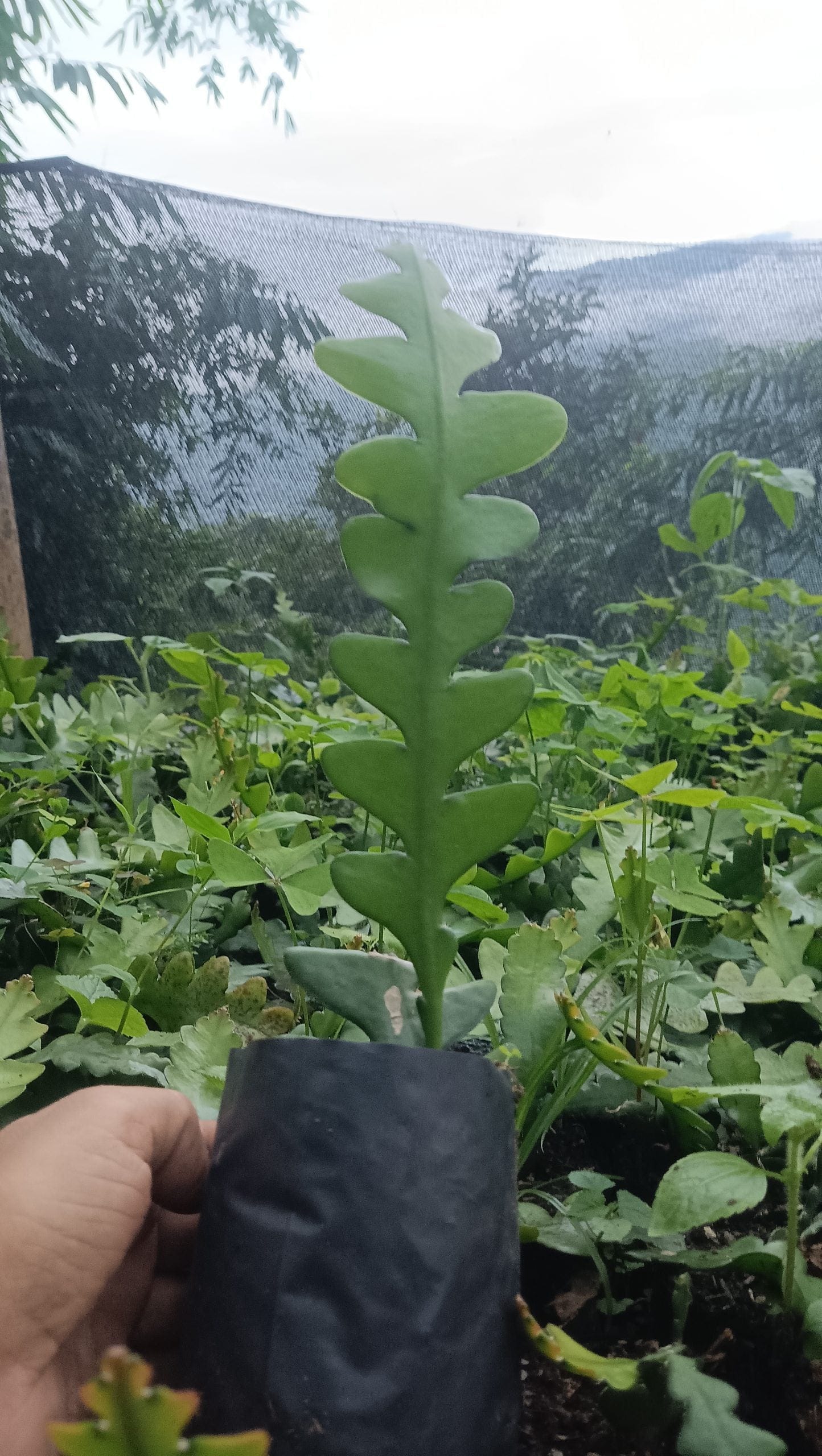 Fishbone Cactus (Disocactus anguliger or Epiphyllum anguliger) – Unique and Versatile Houseplant – Bare-Rooted
