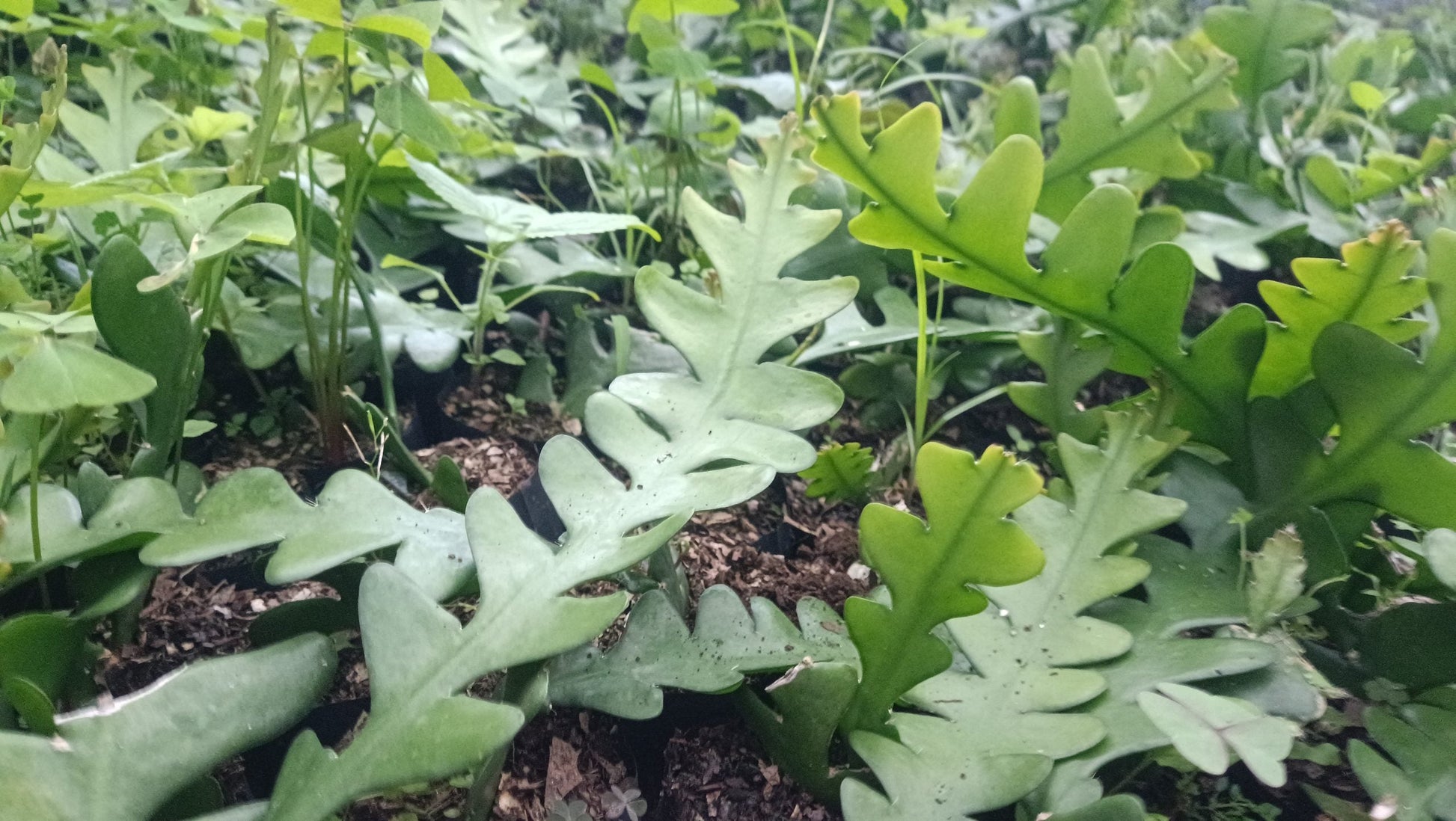 Fishbone Cactus (Disocactus anguliger) – Unique and Versatile Houseplant - My Store