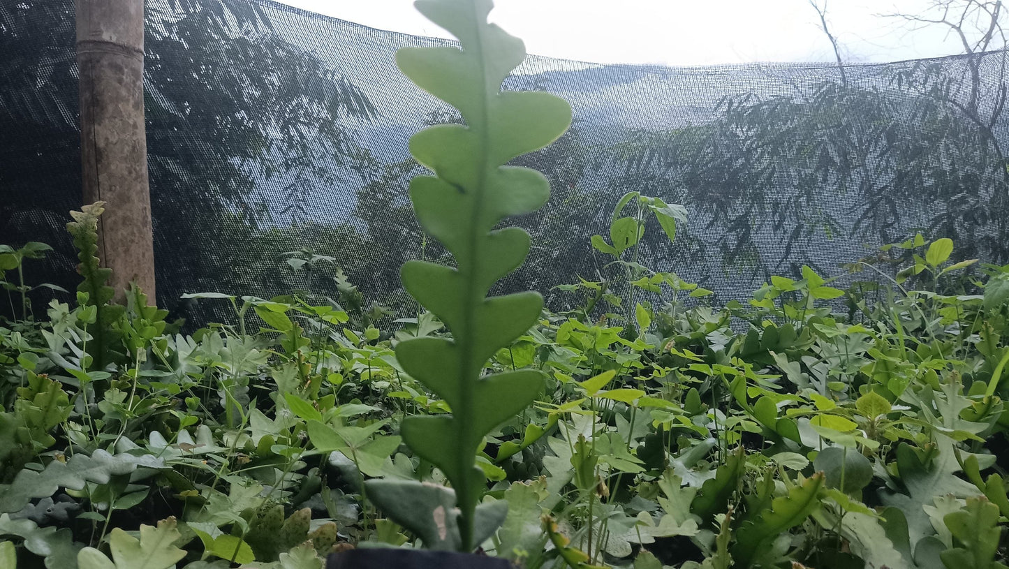Fishbone Cactus (Disocactus anguliger) – Unique and Versatile Houseplant - My Store