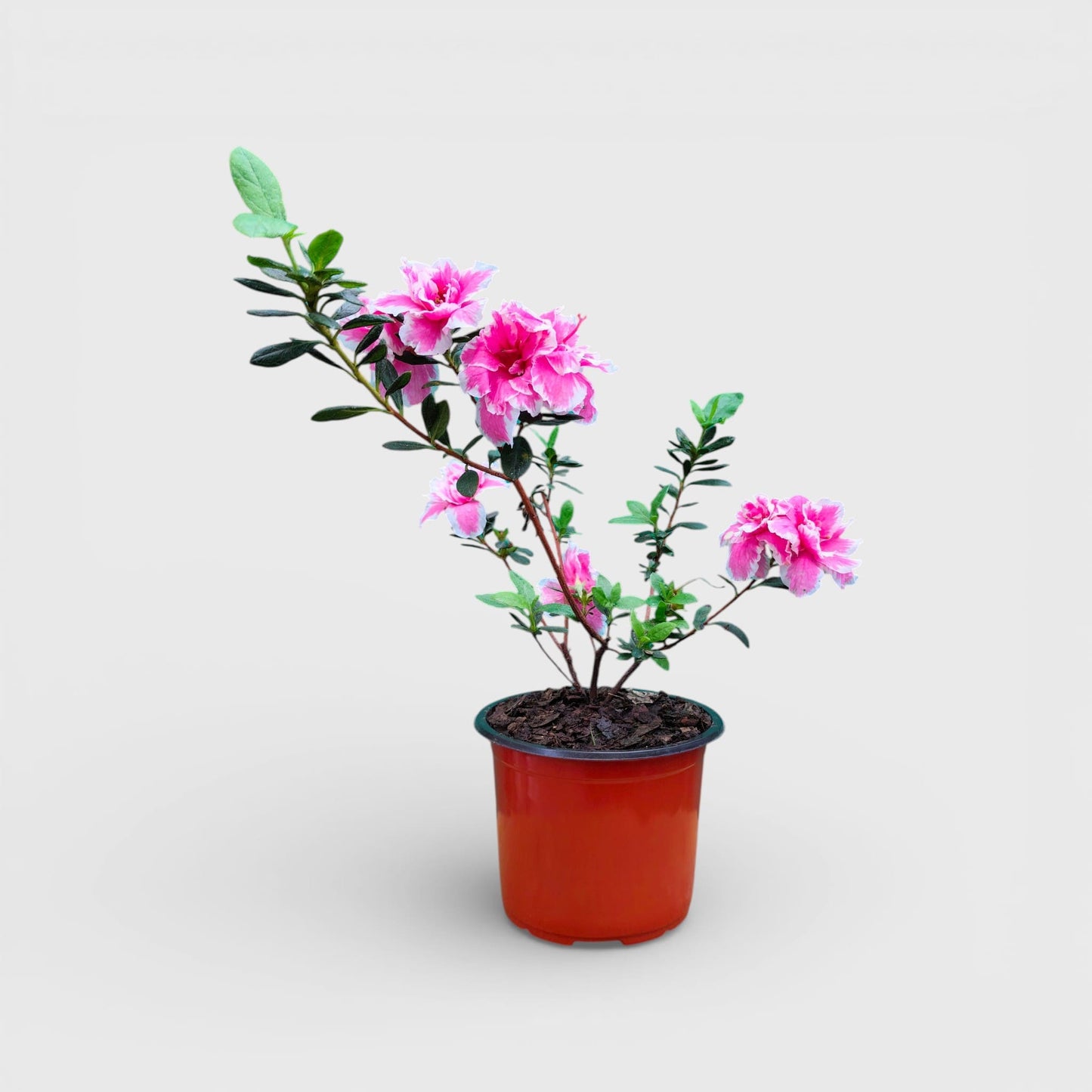 Azalea California Doll – Flowering Indoor Ornamental Plant | Bare Rooted