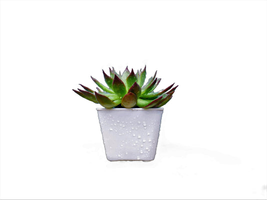 Frek Big Size Echeveria Rubra Succulent Plant - My Store