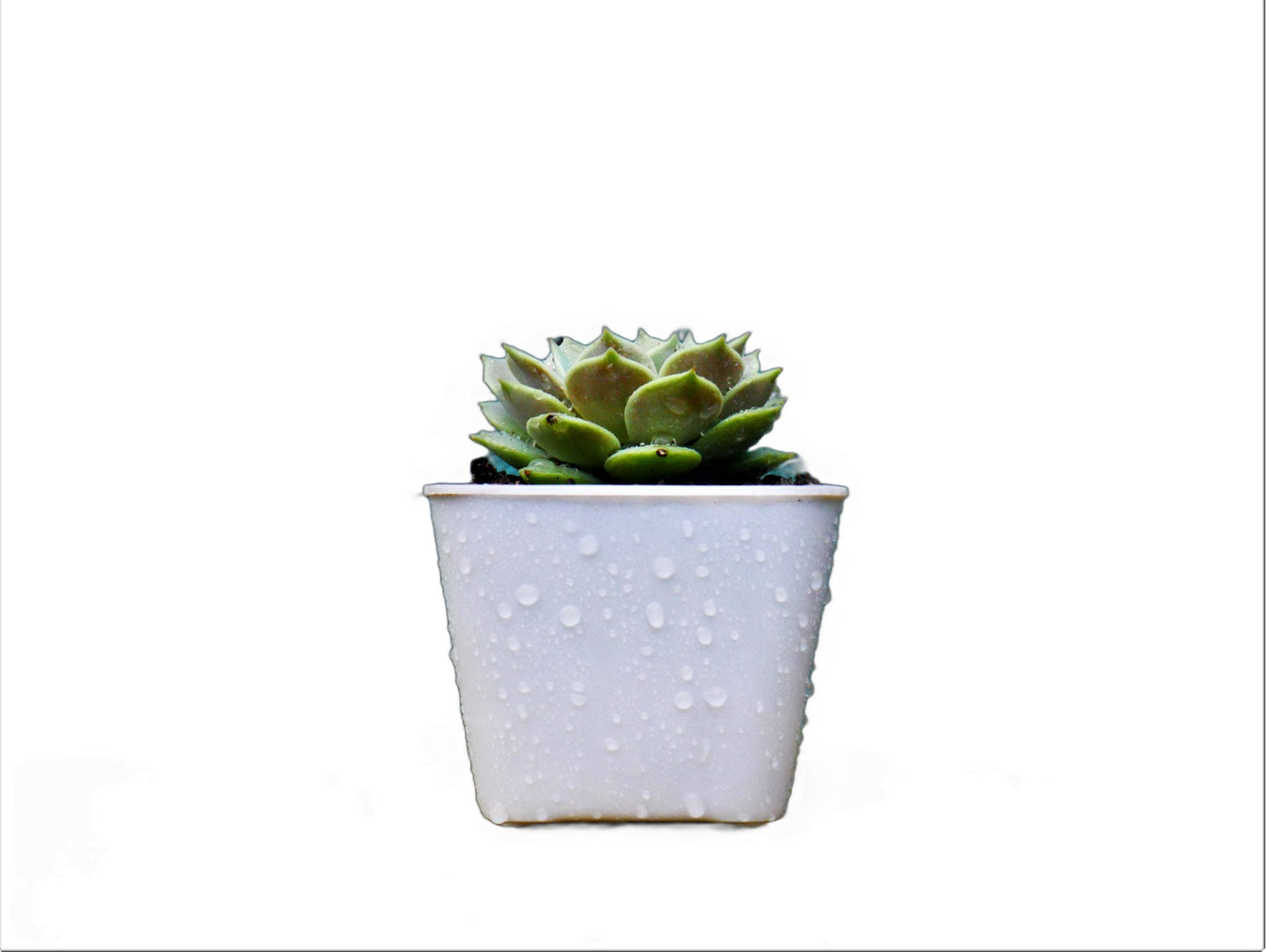 Frek - Echeveria Lola Succulent Live Plant - My Store