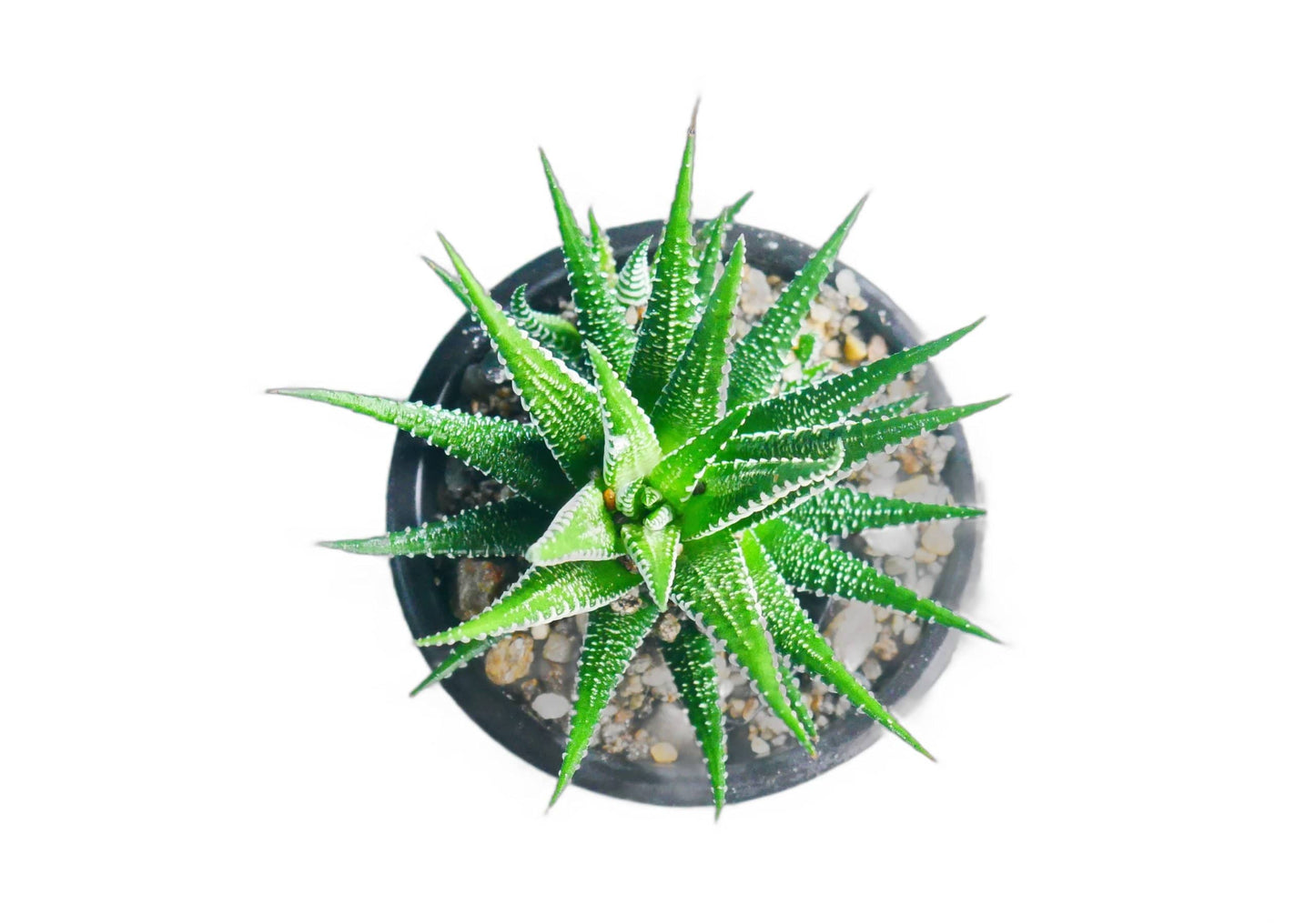Frek- Haworthia Zebra – Bare-Rooted