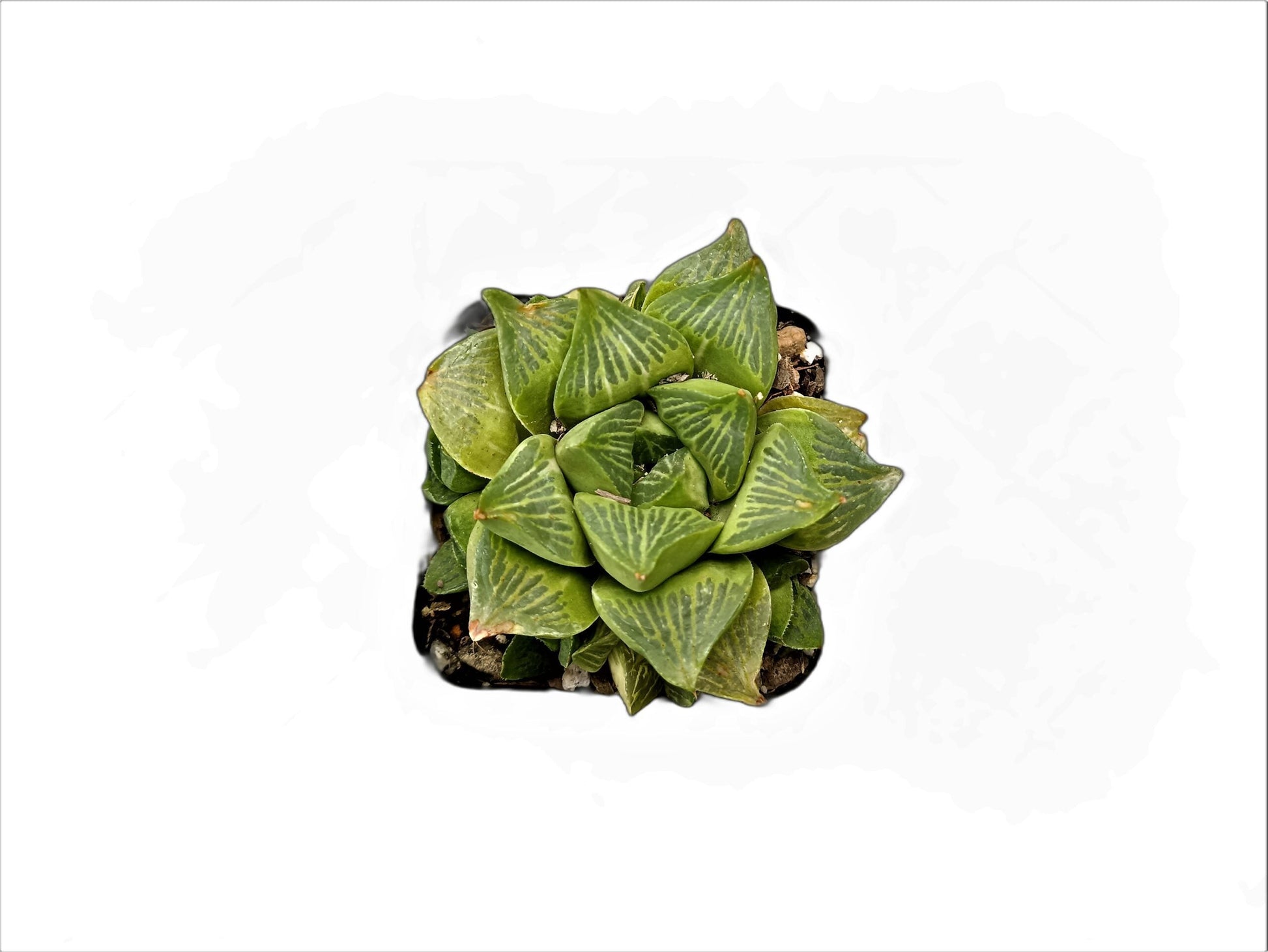 Frek Hybrid Haworthia Mutica 'Retusa' (Seed Grown) - My Store