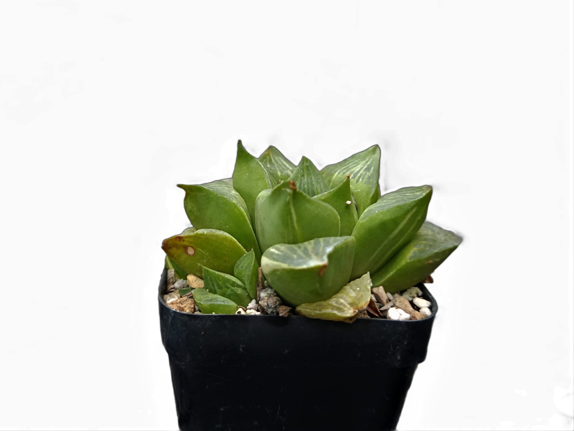 Frek Hybrid Haworthia Mutica 'Retusa' (Seed Grown) - My Store