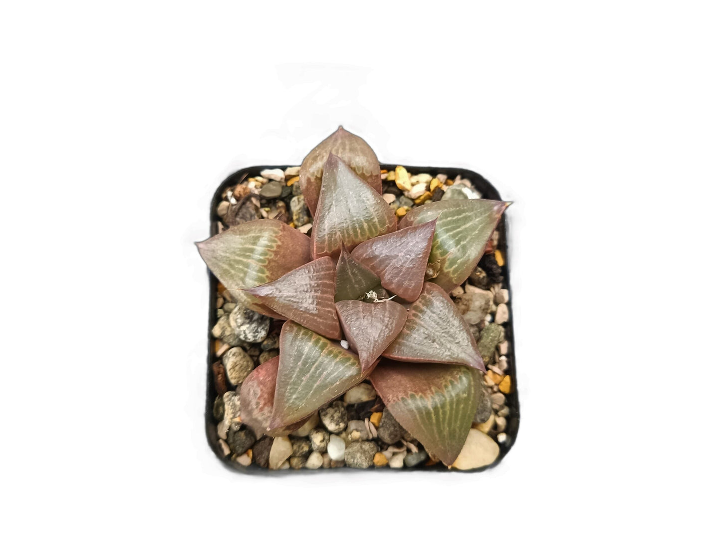 Frek Hybrid Pink Haworthia Magnifica Succulent Live Plant - My Store