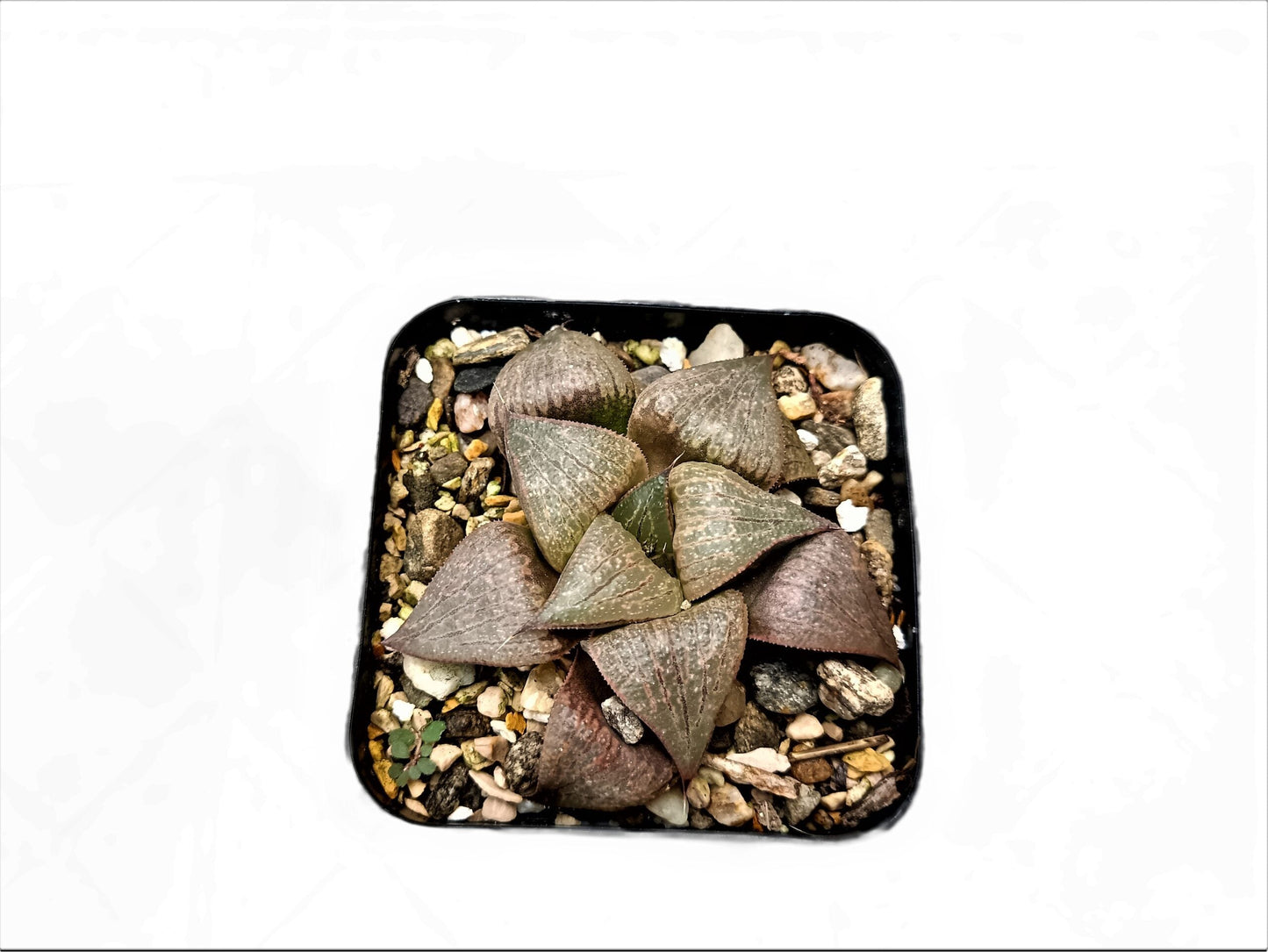 Frek New Seed - Grown Haworthia Hybrid: Unique Succulent for Any Space - My Store
