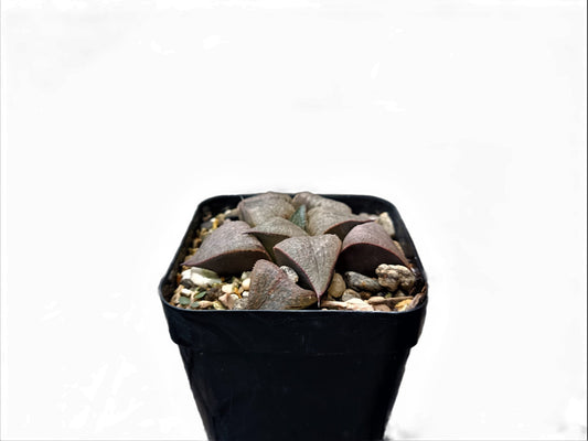 Frek New Seed - Grown Haworthia Hybrid: Unique Succulent for Any Space - My Store