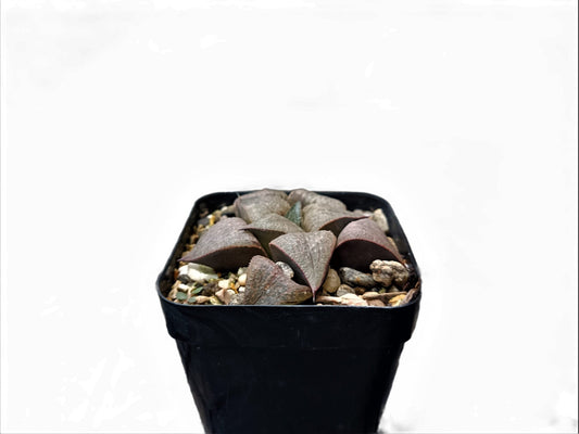 Frek New Seed-Grown Haworthia Hybrid: Unique Succulent for Any Space – Bare-Rooted