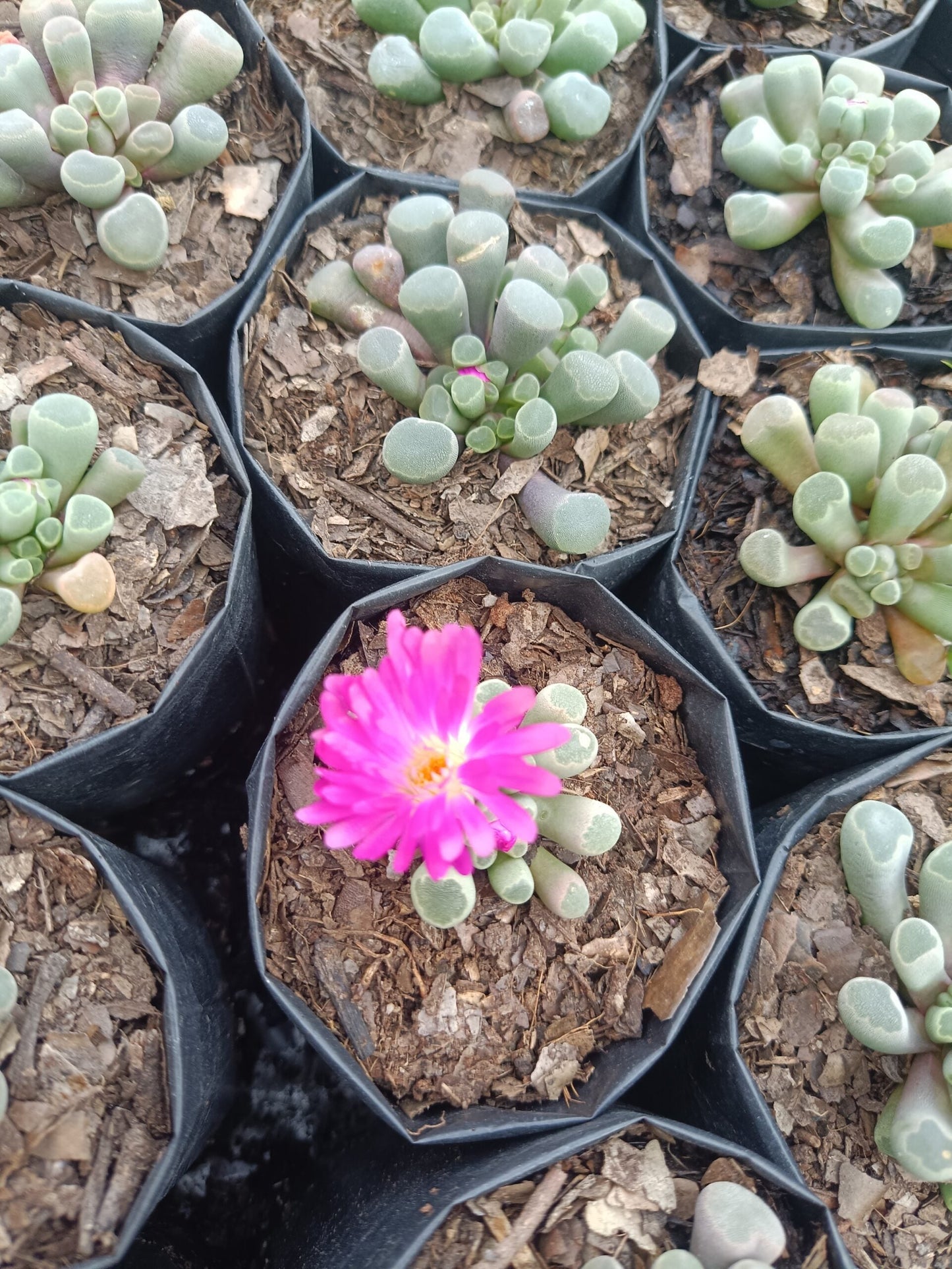 Frithia Pulchra Allure - Purchase from Frek! - My Store