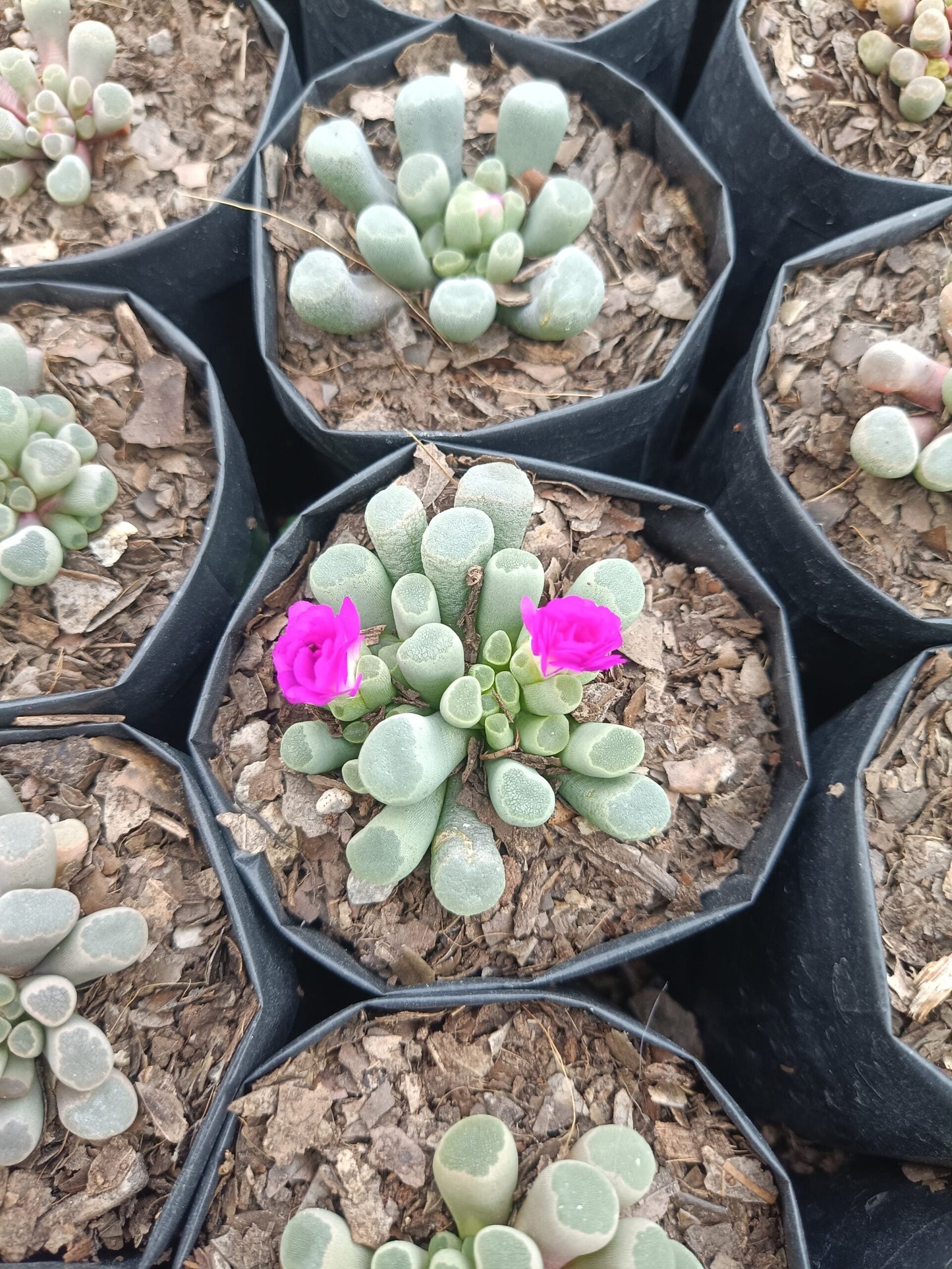 Frithia Pulchra Allure - Purchase from Frek! - My Store