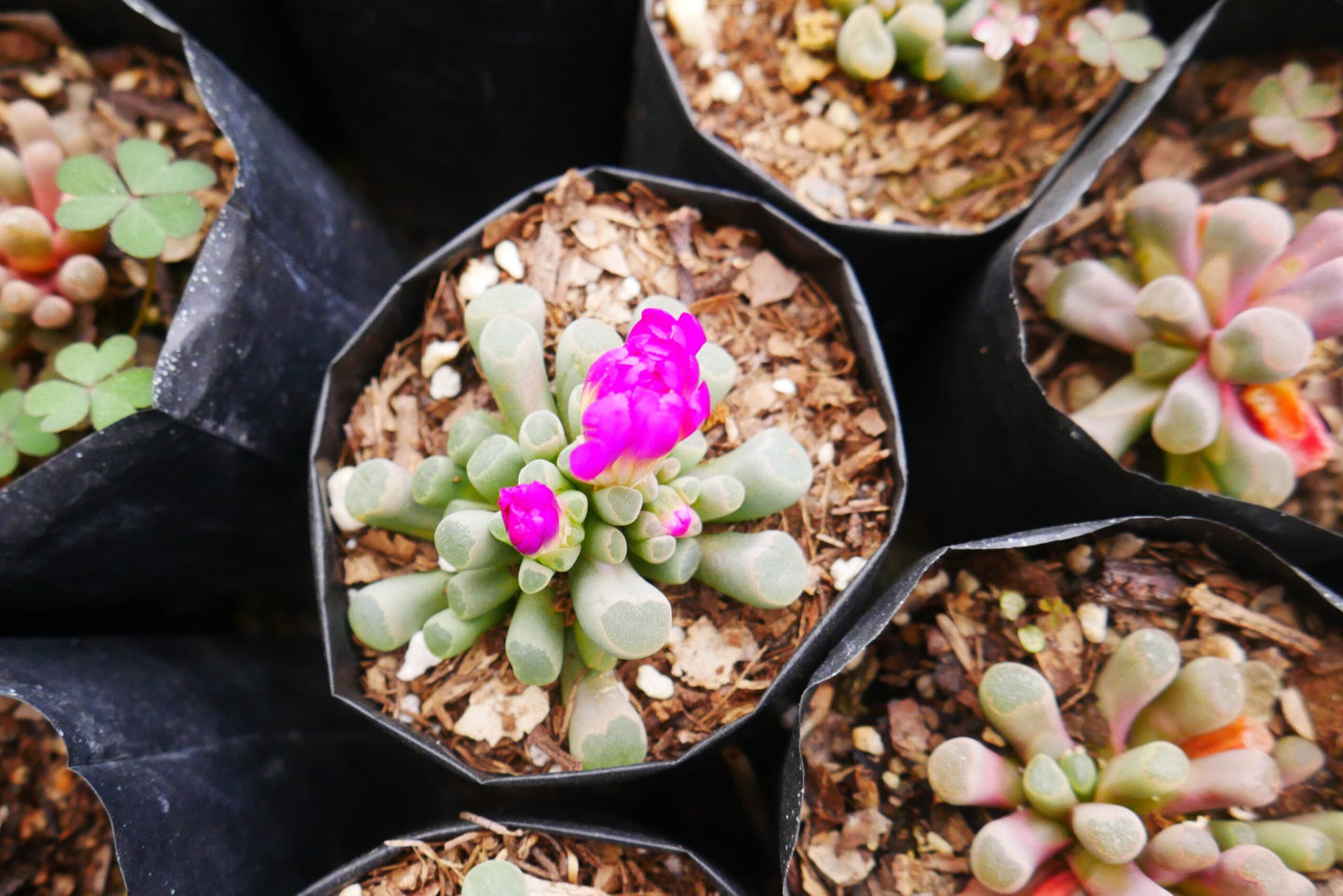 Frithia Pulchra Allure - Purchase from Frek! - My Store