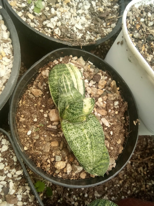 Gasteria Batesiana Variegated – Shop at Frek Now! – Bare-Rooted