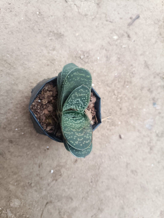 Gasteria Liliputana Succulent - Compact Beauty for Any Setting - My Store