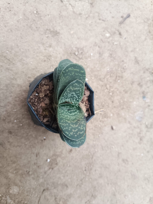 Gasteria Liliputana Bare-Rooted Succulent - Compact Beauty for Any Setting