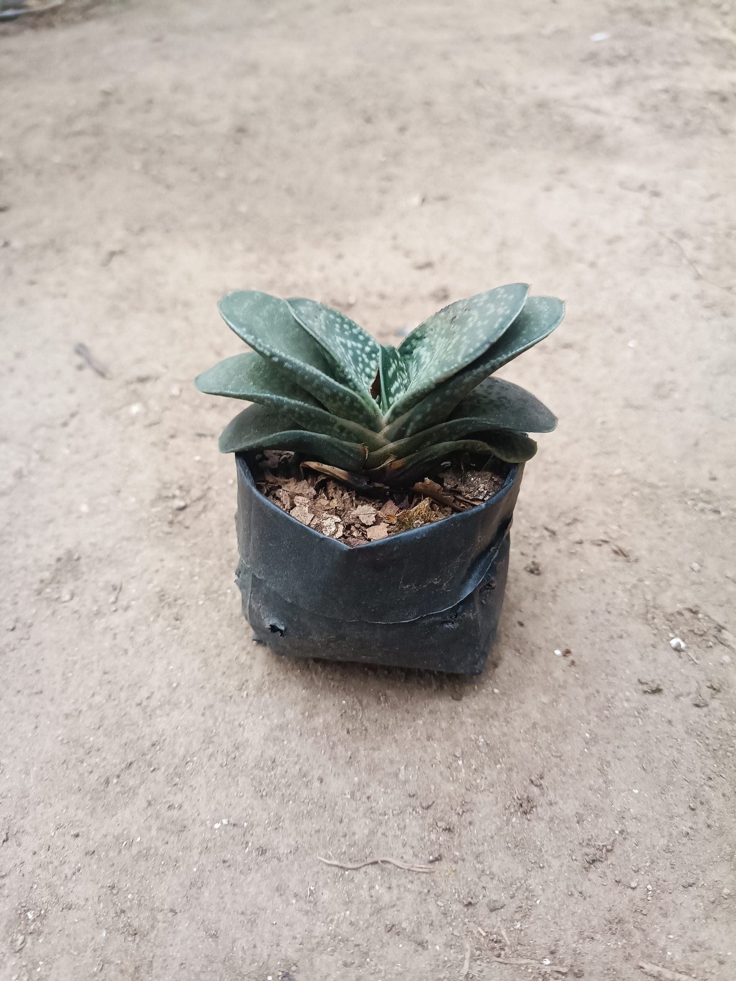 Gasteria Liliputana Bare-Rooted Succulent - Compact Beauty for Any Setting