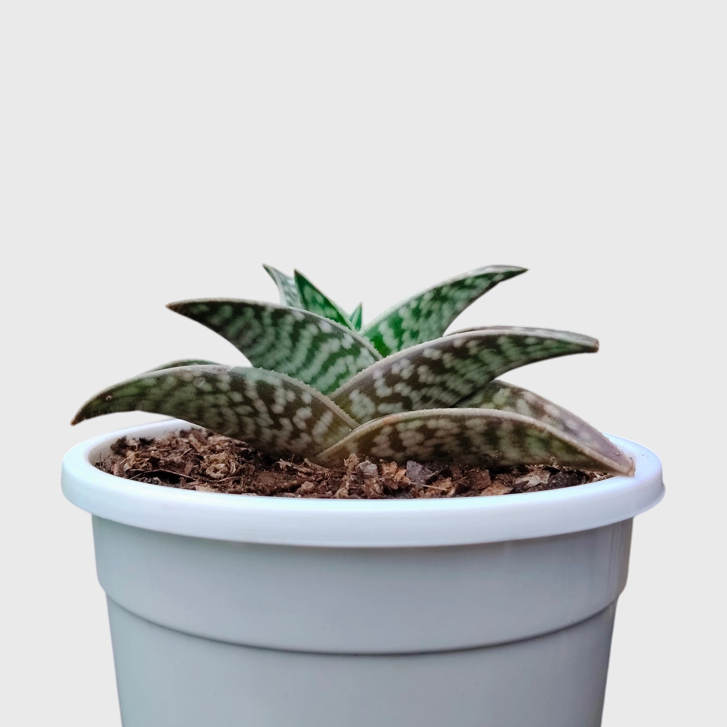 Aloe Tessellata – Geometric Patterned Succulent Indoor Plant