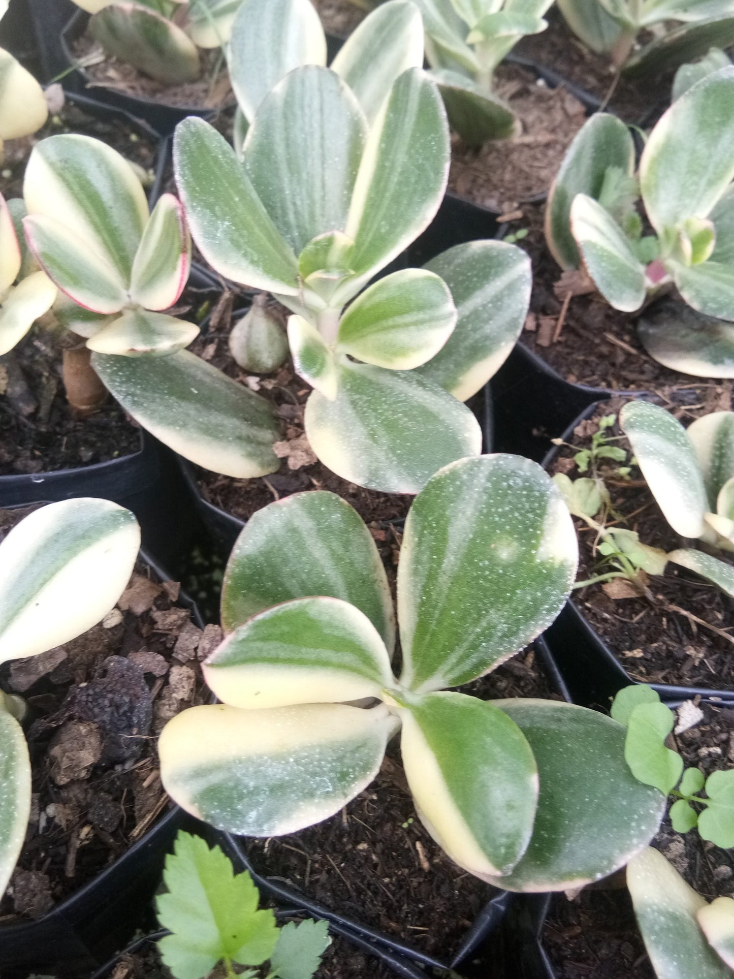 Golden Jade Plant Variegeted (Crassula Ovata Lucky Jade Plant) - Available now at Frek! - My Store