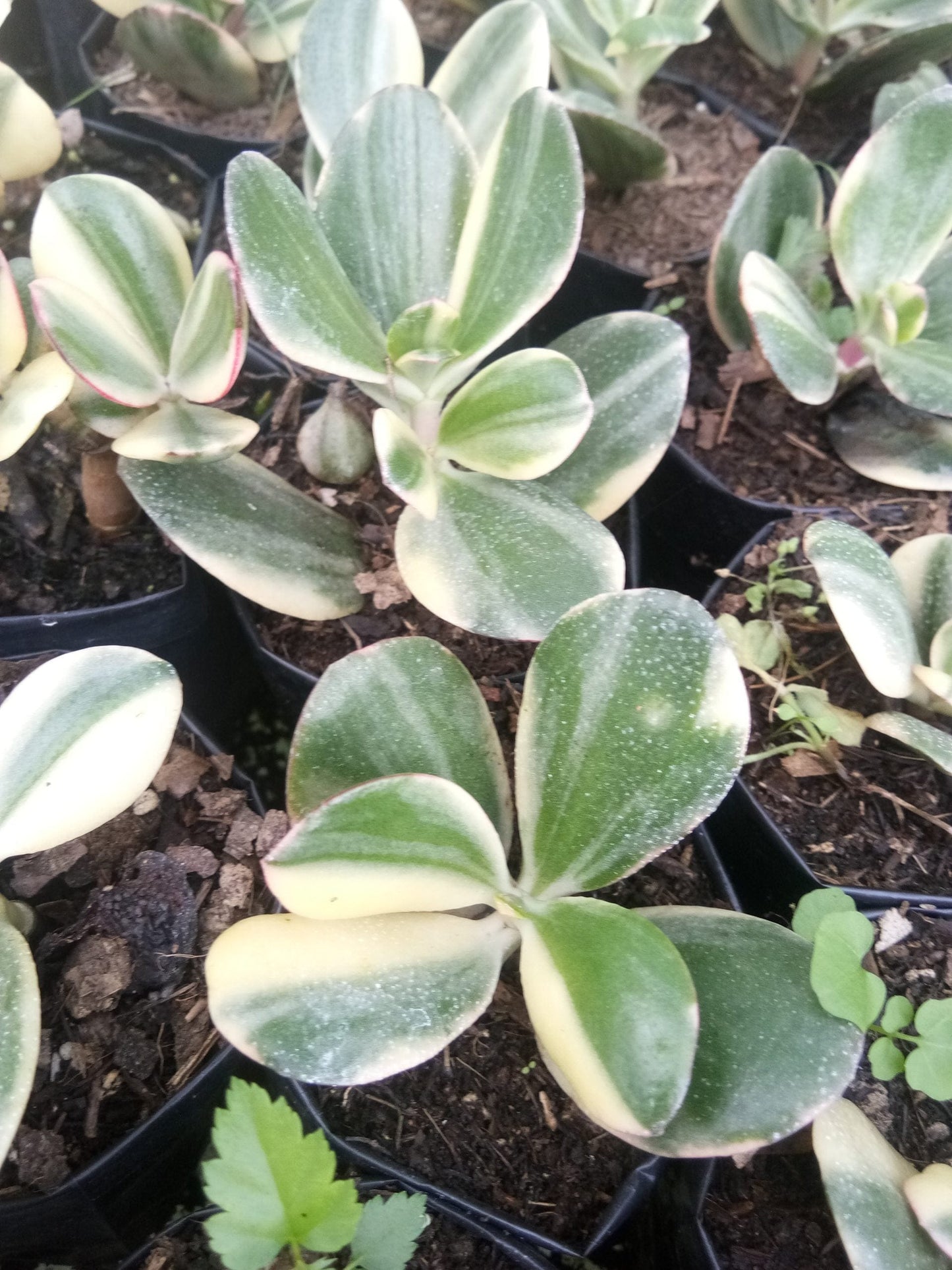Golden Crassula Ovata Variegated Hummel's Sunset (Good Luck Vastu Plant) Jade Plant – Bare-Rooted
