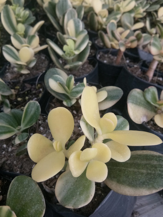 Golden Jade Plant Variegeted (Crassula Ovata Lucky Jade Plant) - Available now at Frek! - My Store