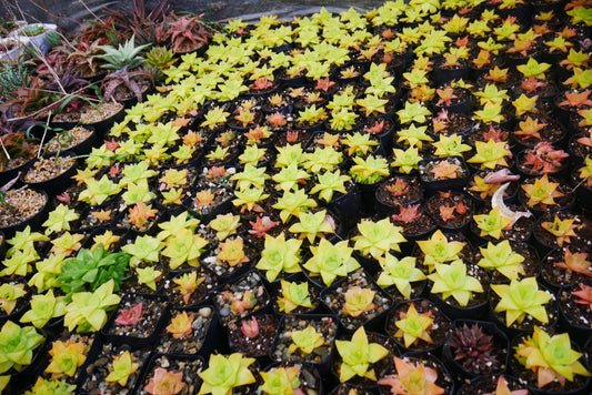 Golden Yellow Haworthia Cymbiformis :Elevate Your Collection with Frek! – Bare-Rooted