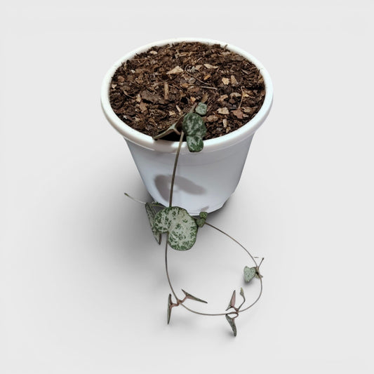 String of Hearts Non Variegated – Small Size Well Rooted Hanging Plant with Bulbs (1–2 Strings) | Home Decor Succulents | Bare Rooted