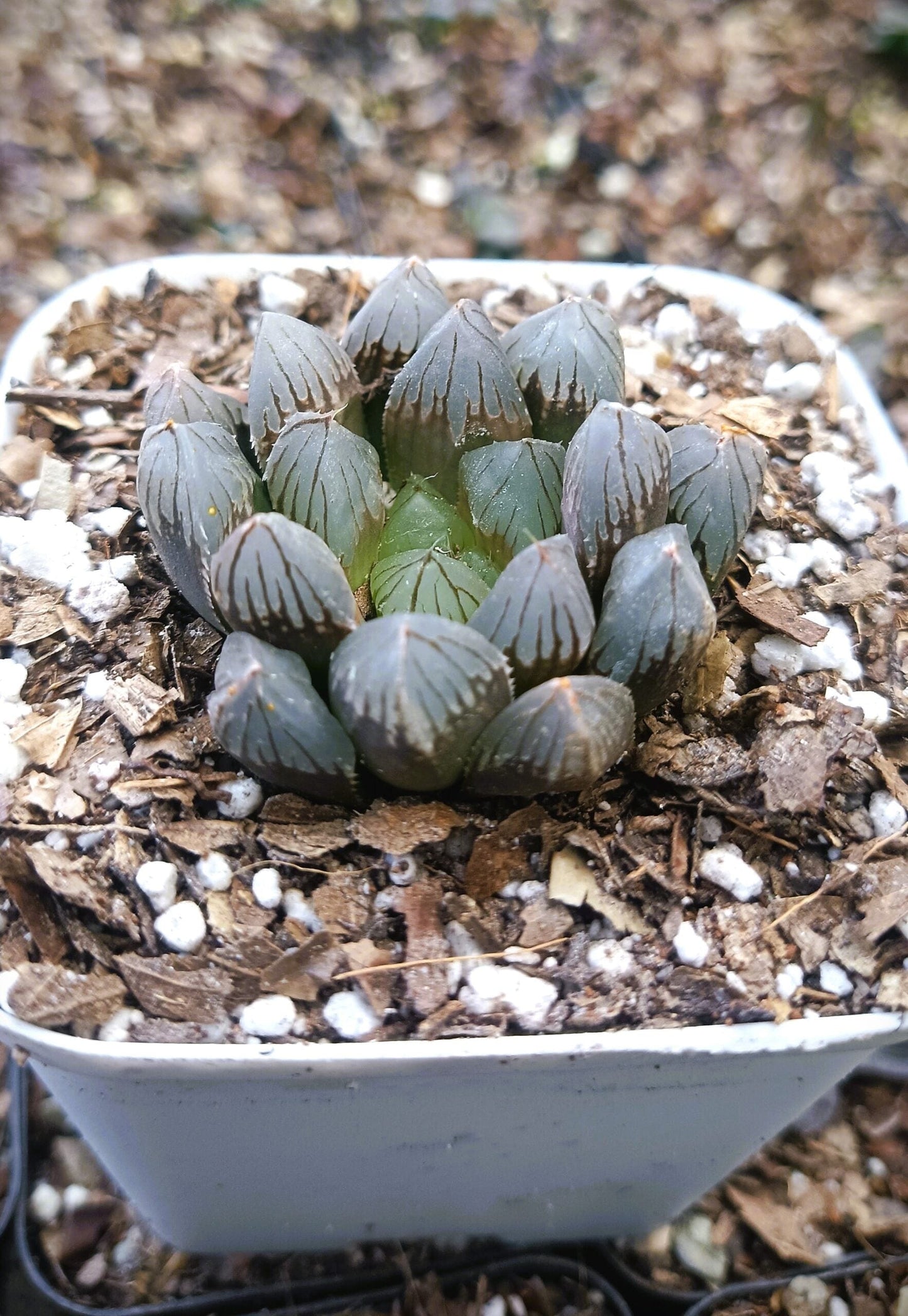 Haworthia Black Cooperi: A Beautiful and Versatile Addition to Any Space – Bare-Rooted
