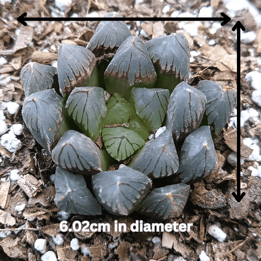 Haworthia Black Cooperi: A Beautiful and Versatile Addition to Any Space - My Store