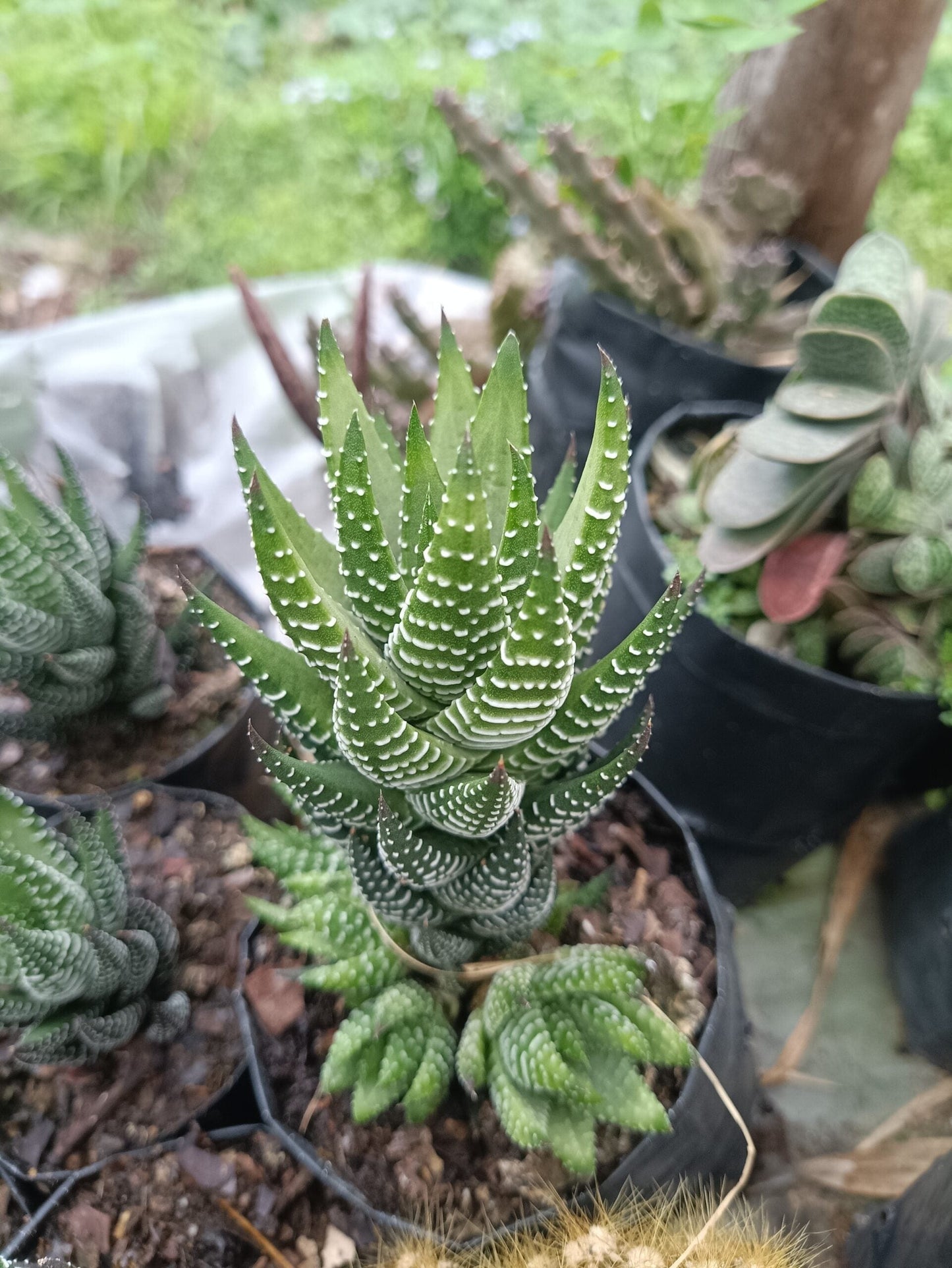 Haworthia ‘Coarctata’ – Compact Succulent Plant | Symbol of Strength, Luck & Resilience – Bare-Rooted