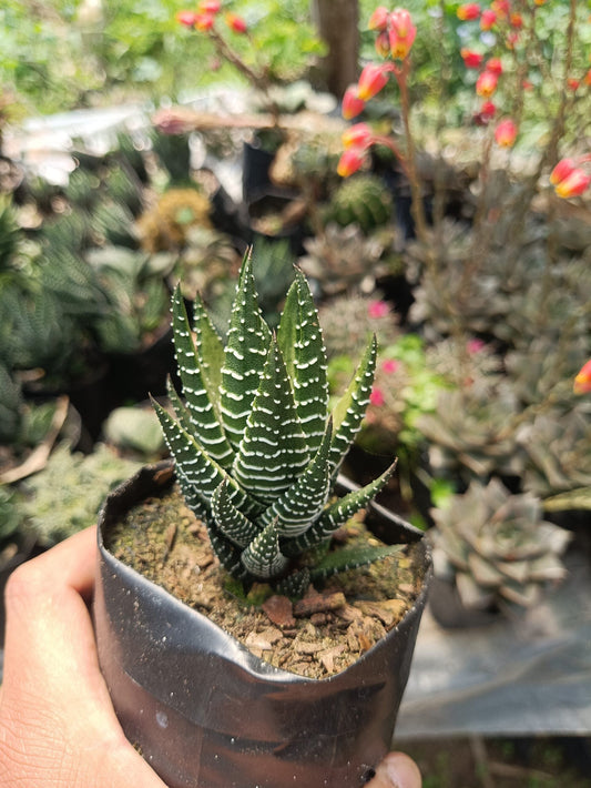 Haworthia ‘Coarctata’ – Compact Succulent Plant | Symbol of Strength, Luck & Resilience – Bare-Rooted