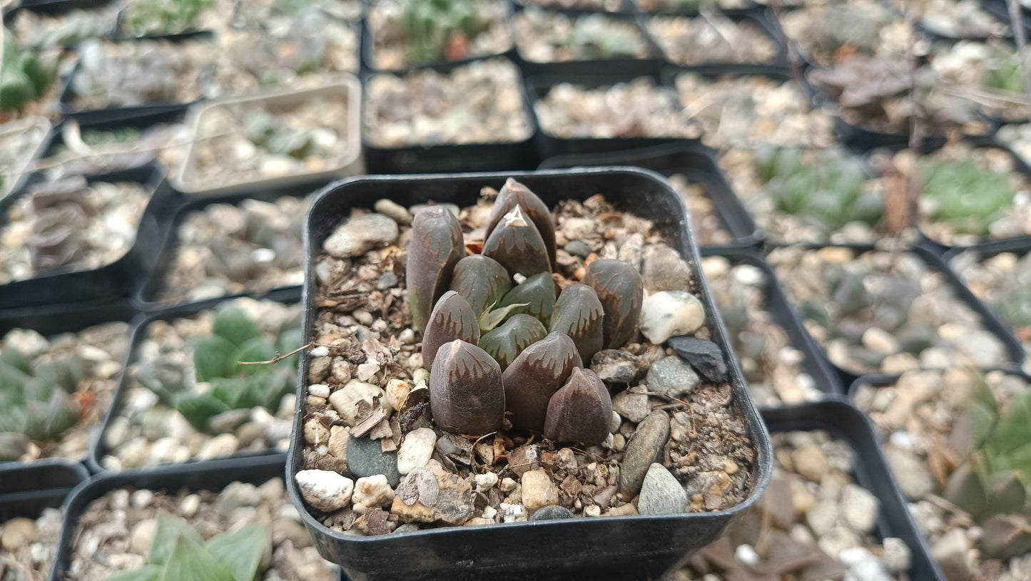 Haworthia Cooperi Black Grape Bare-Rooted Succulent - Elegance in Every Leaf