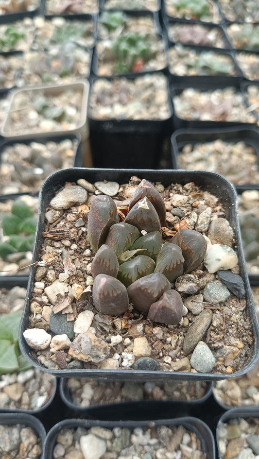 Haworthia Cooperi Black Grape Succulent - Elegance in Every Leaf - My Store
