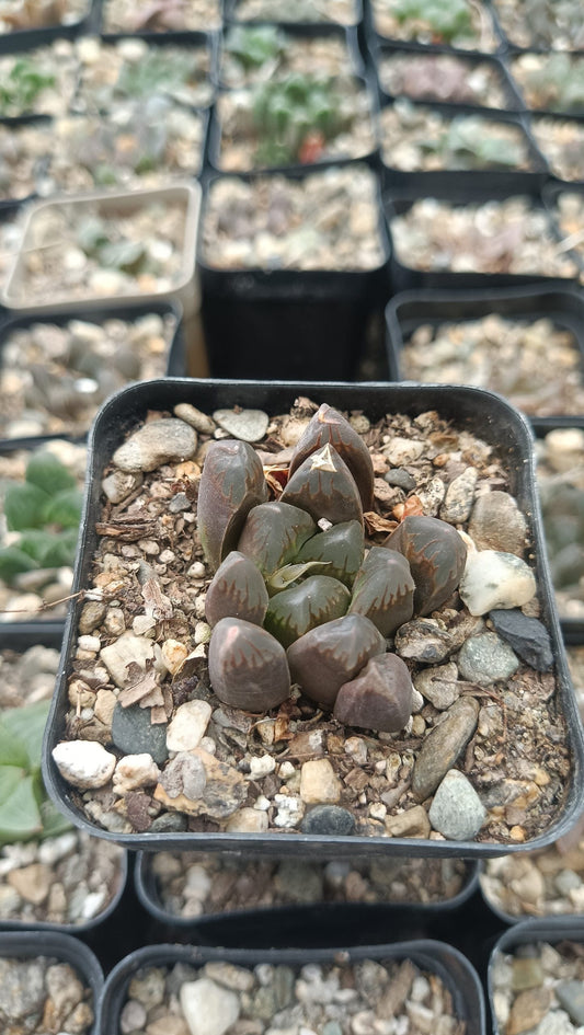 Haworthia Cooperi Black Grape Bare-Rooted Succulent - Elegance in Every Leaf