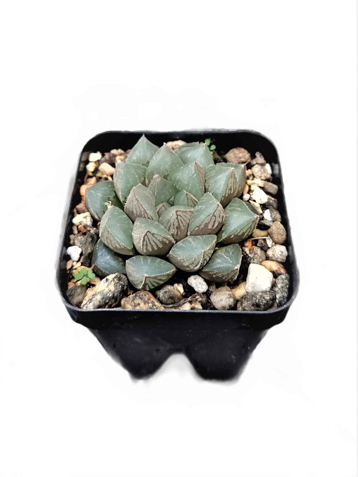Haworthia Cooperi – Charming Succulent for Any Space | Buy Now at Frek – Bare-Rooted