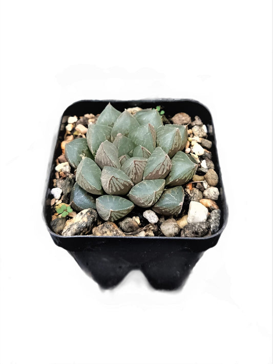 Haworthia Cooperi – Charming Succulent for Any Space | Buy Now at Frek – Bare-Rooted