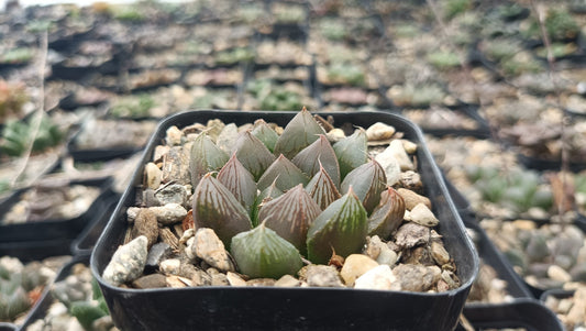 Haworthia Cooperi Pilifera Bare-Rooted Hybrid Succulent - Whimsical Beauty for Any Space