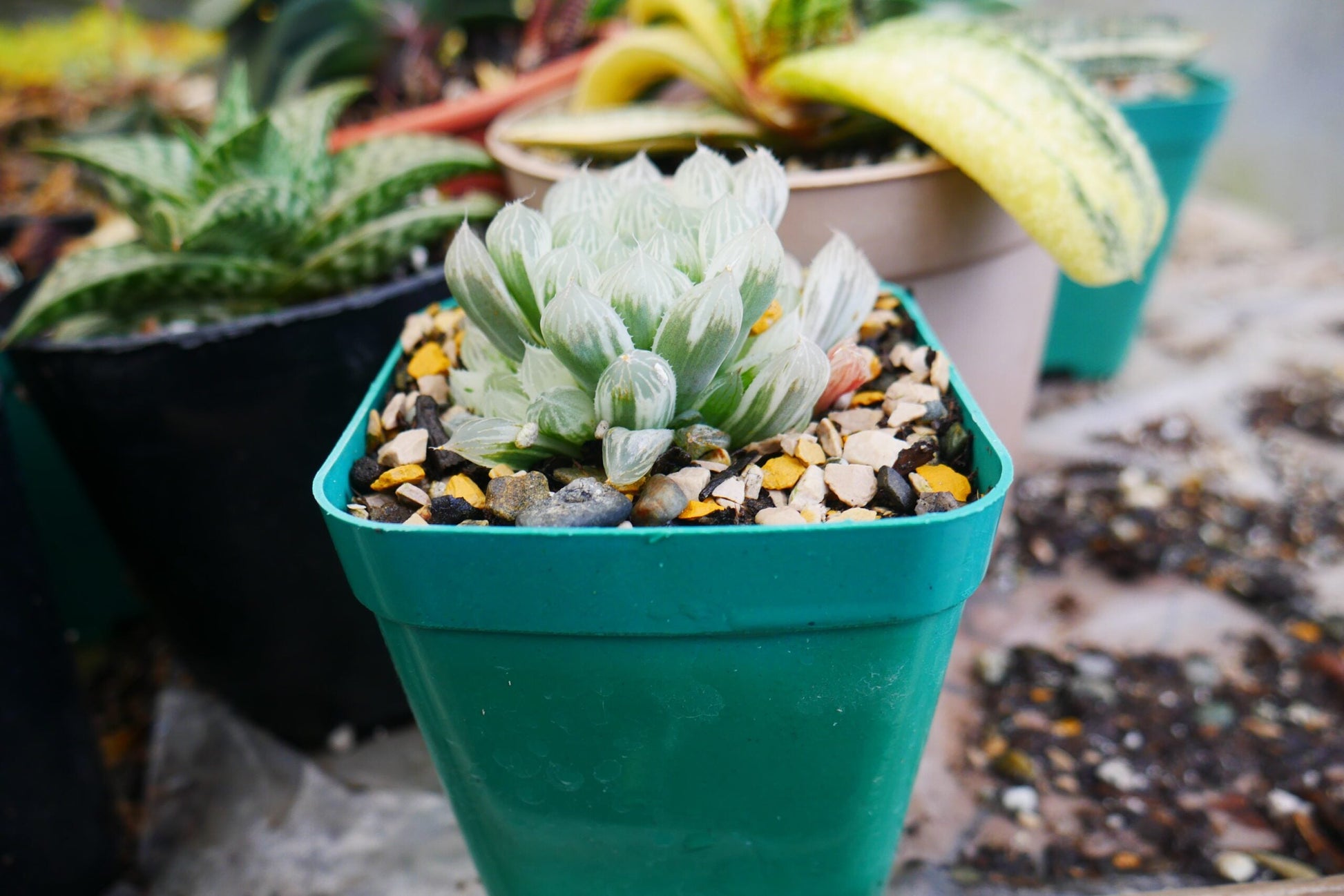 "Haworthia Cooperi Variegated Pilifera: Stunning Succulent for Home and Garden" - My Store
