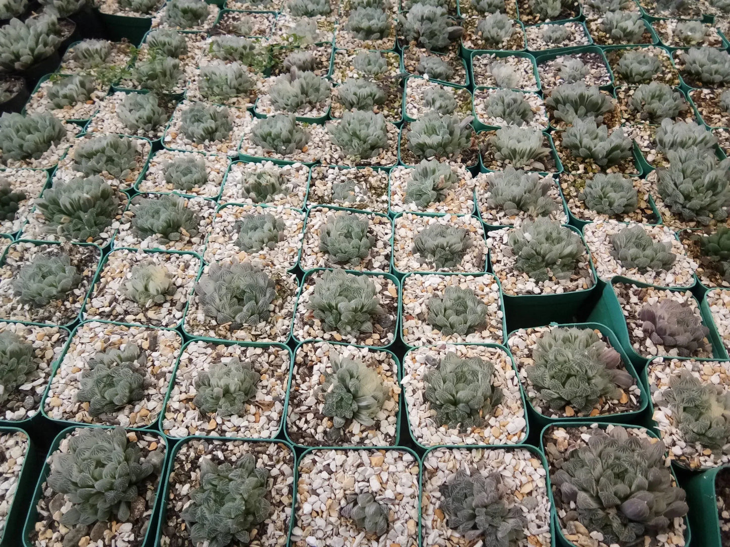 "Haworthia Cooperi Variegated Pilifera: Stunning Succulent for Home and Garden" – Bare-Rooted - Frek