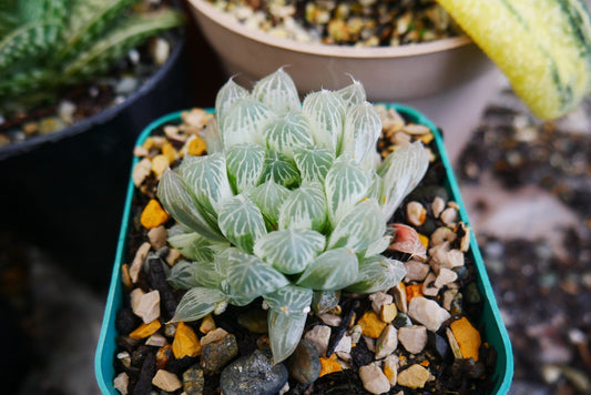 "Haworthia Cooperi Variegated Pilifera: Stunning Succulent for Home and Garden" - My Store