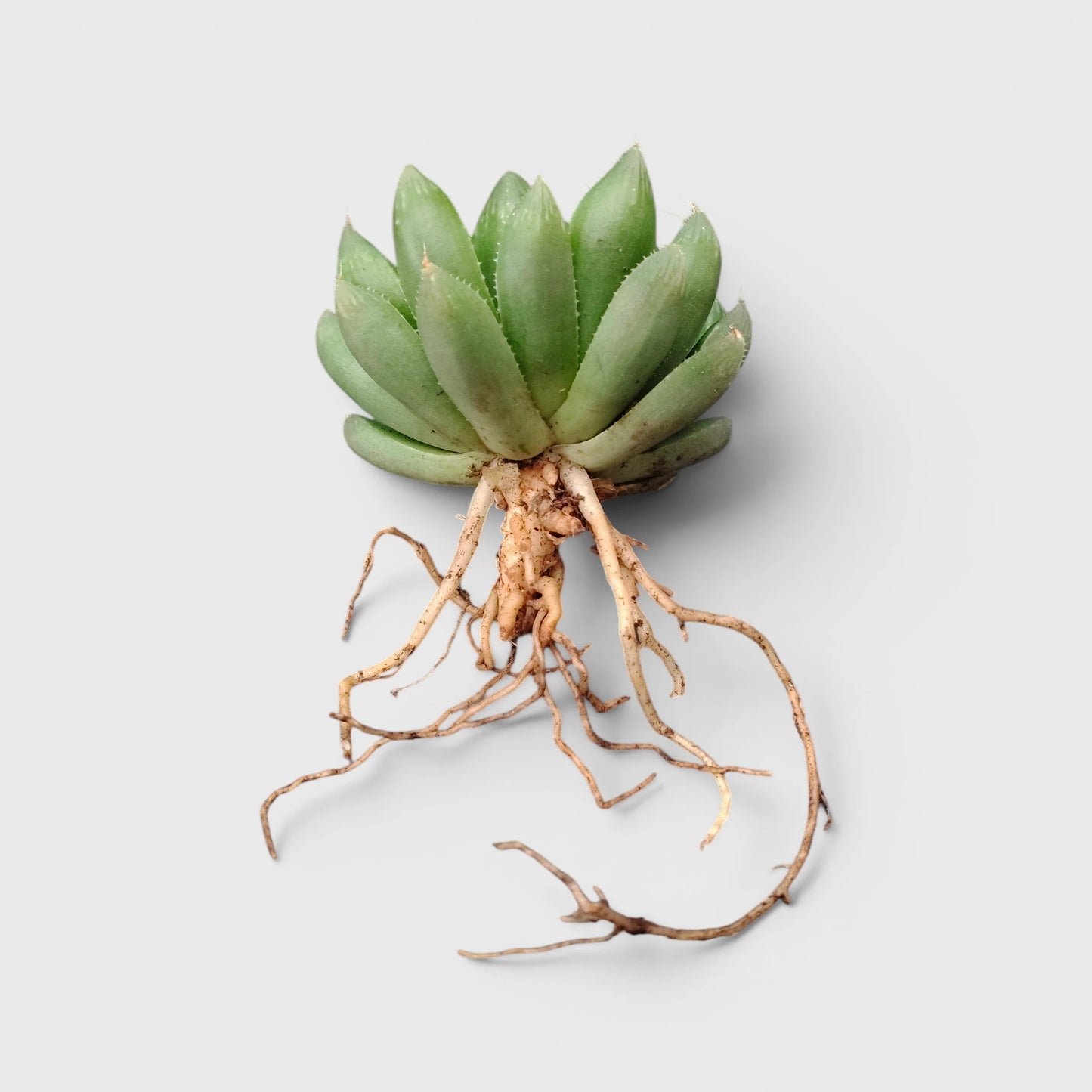 Haworthia Green Cooperii – Low Light Indoor Collector Succulent Plant | Bare Rooted