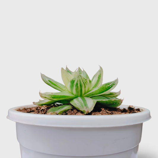 Haworthia Cymbiformis Variegated – Premium Window Succulent