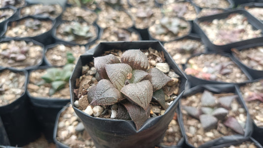 Haworthia Kaurijima Bare-Rooted Hybrid Succulent - Elegance in Every Leaf