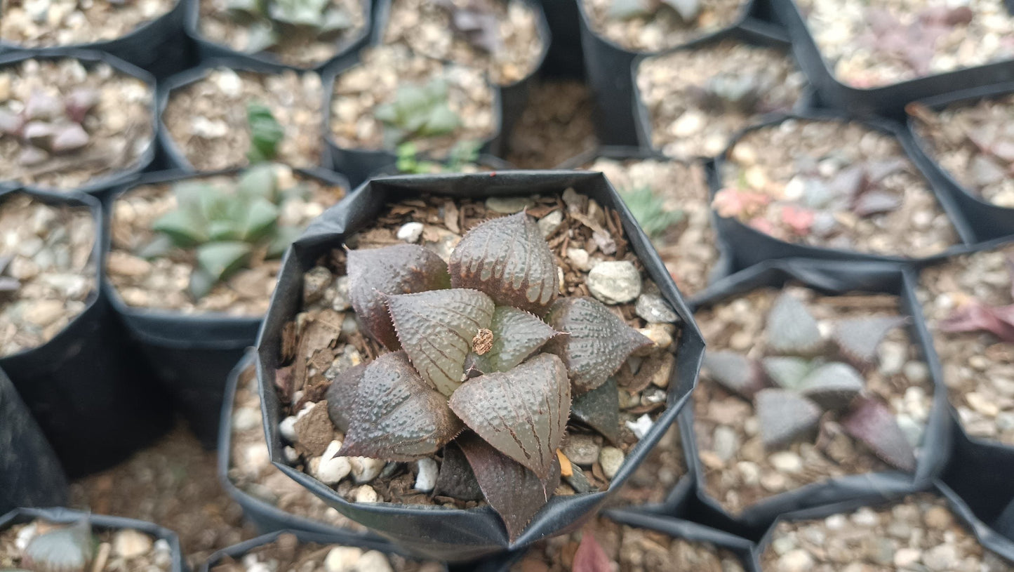 Haworthia Kaurijima Bare-Rooted Hybrid Succulent - Elegance in Every Leaf