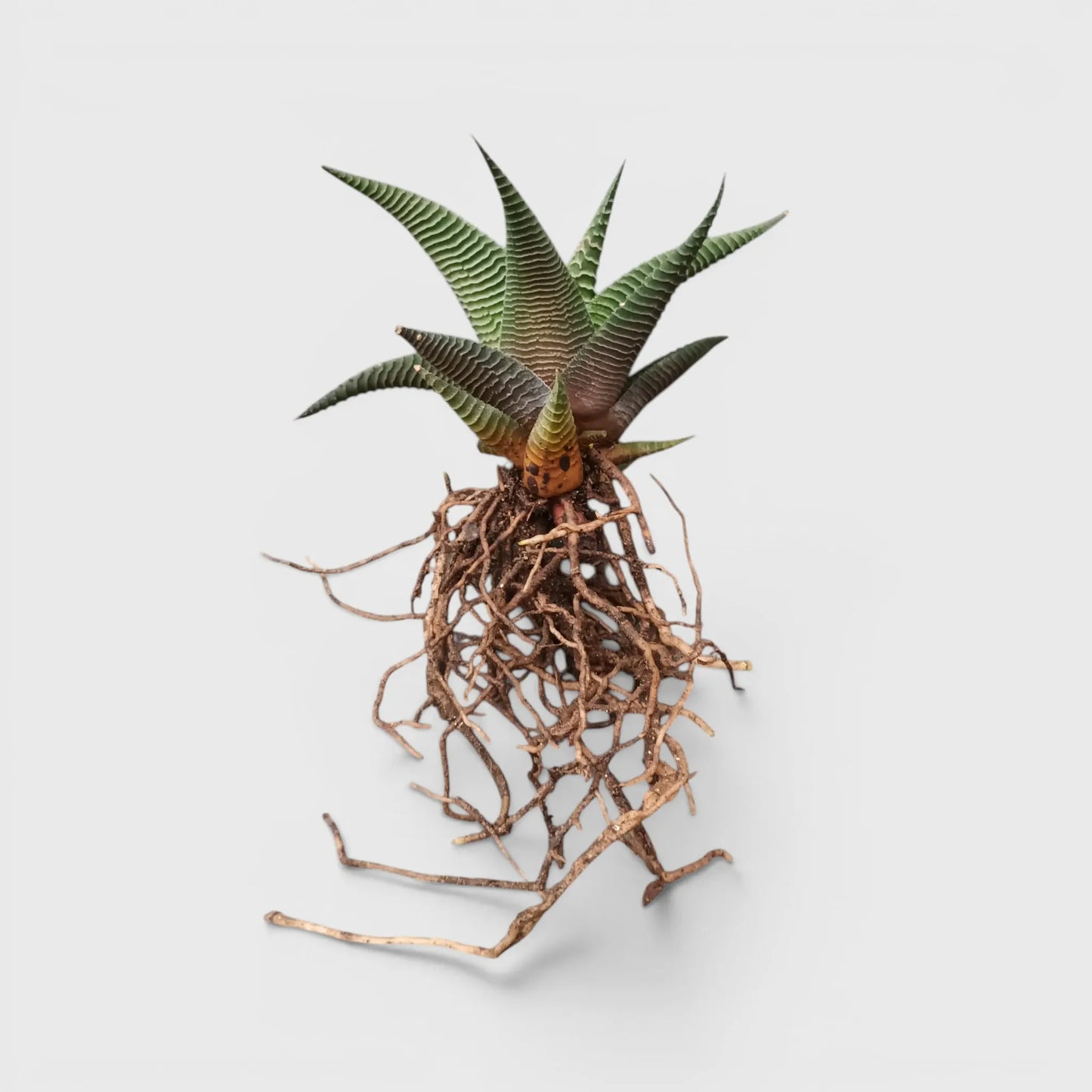 Haworthia Limifolia Non-Variegated – Hardy Low Light Indoor Succulent Plant | Bare Rooted